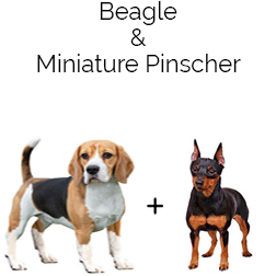 Meagle Dog